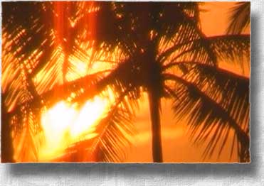 Palmtree in sunset
