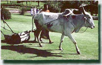 Lawn-mover-cow in India
